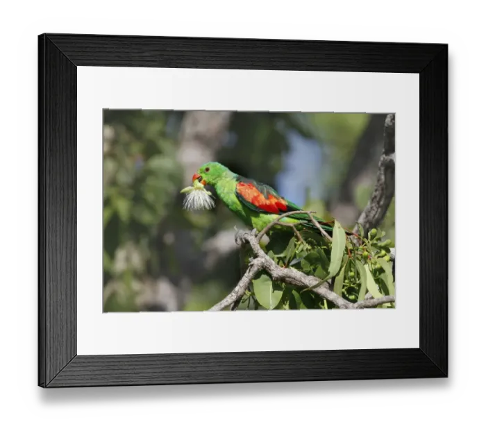 Framed Print : Red-winged Parrot (Aprosmictus erythropterus) adult male, feeding on eucalyptus tree flowers, Northern Territory Framed Print : Red-winged Parrot (Aprosmictus erythropterus) adult male, feeding on eucalyptus tree flowers, Northern Territory