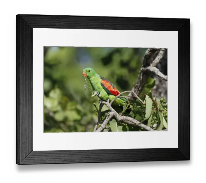 Framed Print : Red-winged Parrot (Aprosmictus erythropterus) adult male, feeding on eucalyptus tree flowers, Northern Territory Framed Print : Red-winged Parrot (Aprosmictus erythropterus) adult male, feeding on eucalyptus tree flowers, Northern Territory