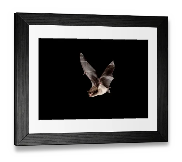 Framed Print : Daubentons Bat (Myotis daubentonii) adult, in flight, Sussex, England Framed Print : Daubentons Bat (Myotis daubentonii) adult, in flight, Sussex, England