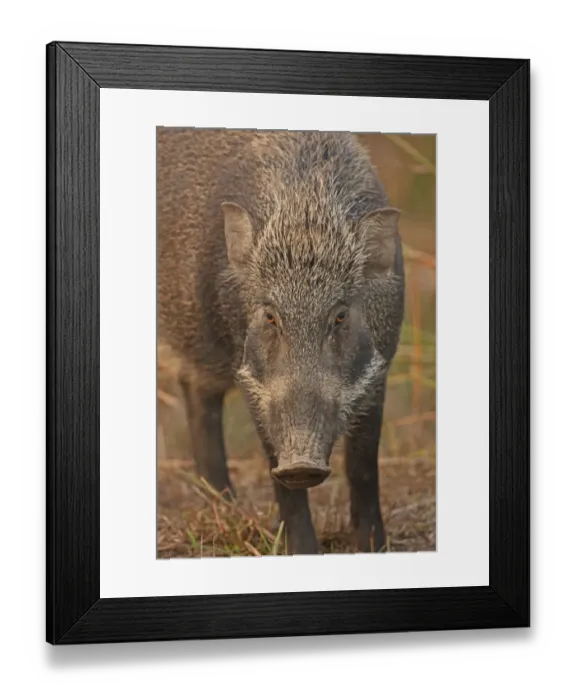 Framed Print : Indian Wild Boar (Sus scrofa cristatus) adult, close-up of head, Kaziranga N. P. Assam, India, january