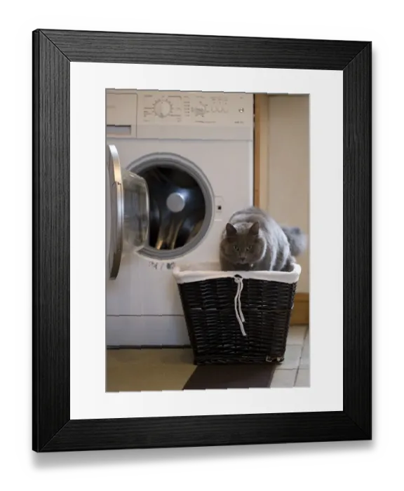Framed Print : Domestic Cat, grey adult, in laundry basket beside washing machine, England Framed Print : Domestic Cat, grey adult, in laundry basket beside washing machine, England