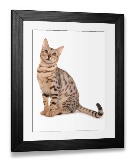 Framed Print : Domestic Cat, Rosetted Bengal, adult, sitting Framed Print : Domestic Cat, Rosetted Bengal, adult, sitting