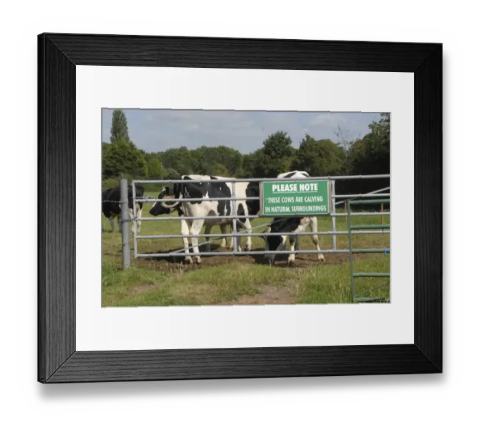 Framed Print : Domestic Cattle, Holstein Friesian dairy cows, standing beside gate with Please Note