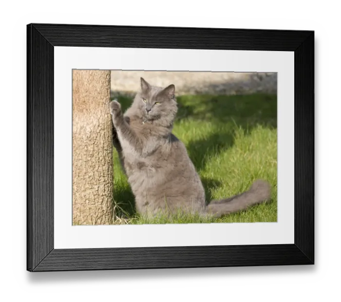 Framed Print : Domestic Cat, grey adult, scratching tree trunk in garden, England, march Framed Print : Domestic Cat, grey adult, scratching tree trunk in garden, England, march