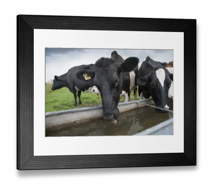 Framed Print : Domestic Cattle, Holstein dairy cows, herd drinking from water trough in pasture, Cheshire, England, april Framed Print : Domestic Cattle, Holstein dairy cows, herd drinking from water trough in pasture, Cheshire, England, april