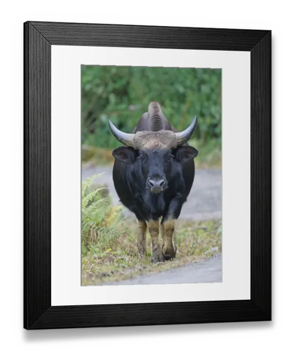 Framed Print : Gayal (Bos frontalis) adult, domesticated gaur kept by hilltribes, walking beside road, Arunachal Pradesh, India Framed Print : Gayal (Bos frontalis) adult, domesticated gaur kept by hilltribes, walking beside road, Arunachal Pradesh, India