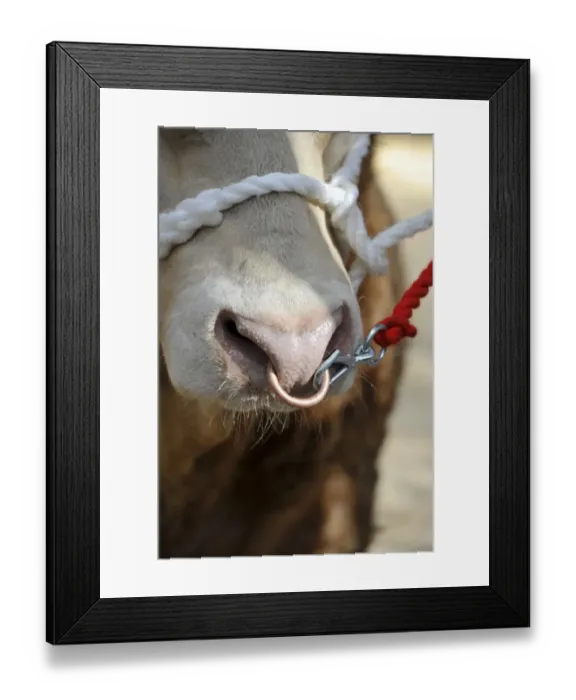 Framed Print : Domestic Cattle, Blonde d Aquitaine bull, close-up of nose with ring and halter, being sold at market, England Framed Print : Domestic Cattle, Blonde d Aquitaine bull, close-up of nose with ring and halter, being sold at market, England