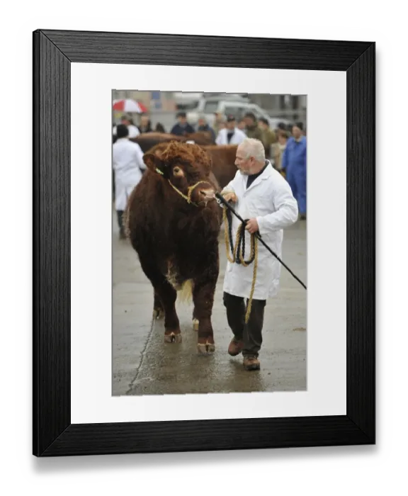 Framed Print : Domestic Cattle, Luing bull, being paraded by farmer prior to sale at market, Castle Douglas, Dumfries and Galloway Framed Print : Domestic Cattle, Luing bull, being paraded by farmer prior to sale at market, Castle Douglas, Dumfries and Galloway