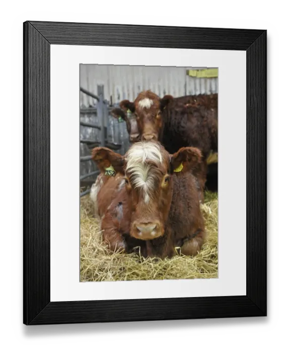 Framed Print : Domestic Cattle, Luing heifers, in pen prior to sale at market, Castle Douglas, Dumfries and Galloway, Scotland Framed Print : Domestic Cattle, Luing heifers, in pen prior to sale at market, Castle Douglas, Dumfries and Galloway, Scotland