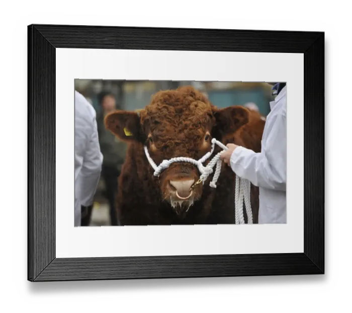 Framed Print : Domestic Cattle, Luing bull, close-up of head, being paraded by farmer prior to sale at market, Castle Douglas Framed Print : Domestic Cattle, Luing bull, close-up of head, being paraded by farmer prior to sale at market, Castle Douglas