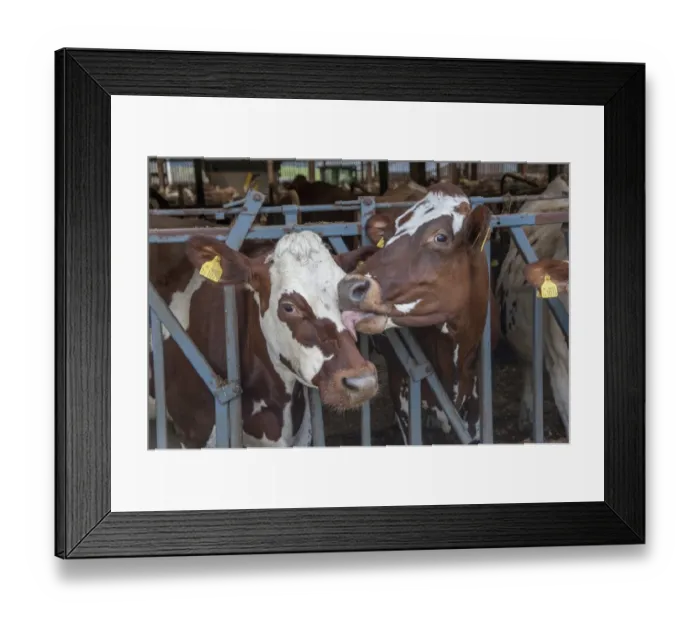 Framed Print : Domestic Cattle, crossbred dairy cows, close-up of heads, one licking other, at feed barrier in shed, Cumbria, England Framed Print : Domestic Cattle, crossbred dairy cows, close-up of heads, one licking other, at feed barrier in shed, Cumbria, England