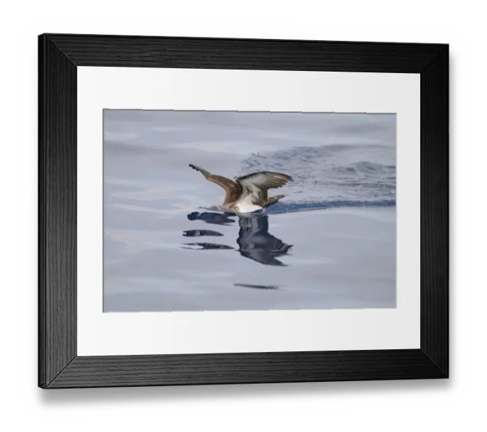 Framed Print : Tropical Shearwater (Puffinus bailloni) adult, feeding at surface of water, Maldives, march Framed Print : Tropical Shearwater (Puffinus bailloni) adult, feeding at surface of water, Maldives, march