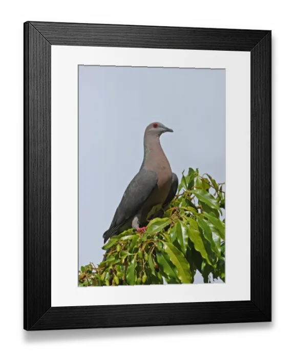 Framed Print : Ring-tailed Pigeon (Patagioenas caribaea) adult, perched on fruiting tree, Port Antonio, Jamaica, april Framed Print : Ring-tailed Pigeon (Patagioenas caribaea) adult, perched on fruiting tree, Port Antonio, Jamaica, april