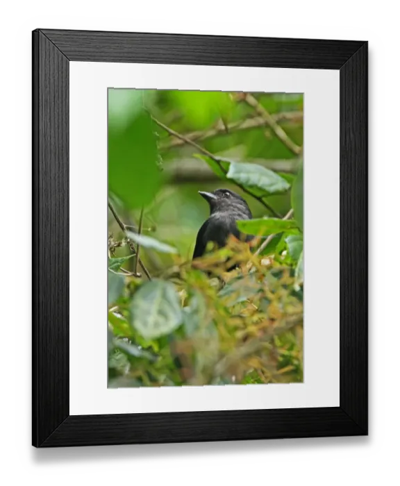 Framed Print : Jamaican Becard (Pachyramphus niger) adult male, perched in tree, Blue Mountains, Jamaica, march Framed Print : Jamaican Becard (Pachyramphus niger) adult male, perched in tree, Blue Mountains, Jamaica, march