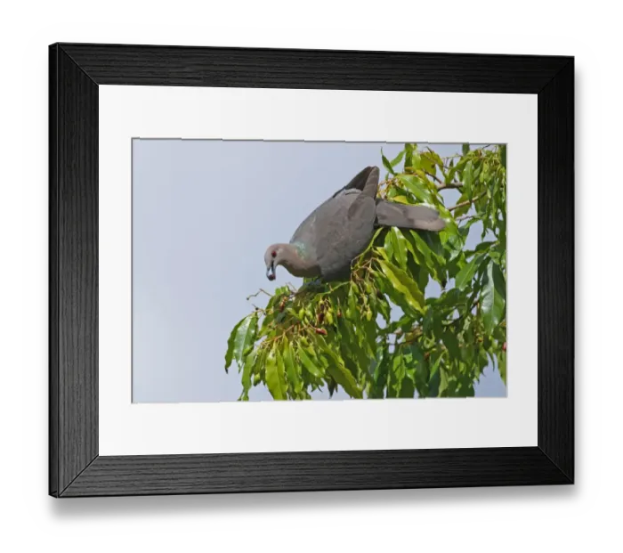 Framed Print : Ring-tailed Pigeon (Patagioenas caribaea) adult, feeding on fruiting tree, Port Antonio, Jamaica, april Framed Print : Ring-tailed Pigeon (Patagioenas caribaea) adult, feeding on fruiting tree, Port Antonio, Jamaica, april