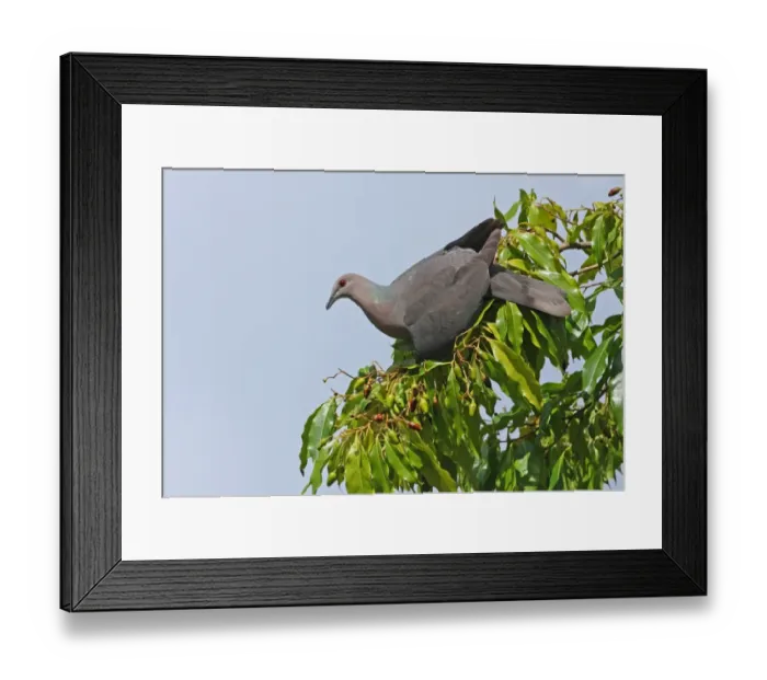 Framed Print : Ring-tailed Pigeon (Patagioenas caribaea) adult, feeding on fruiting tree, Port Antonio, Jamaica, april