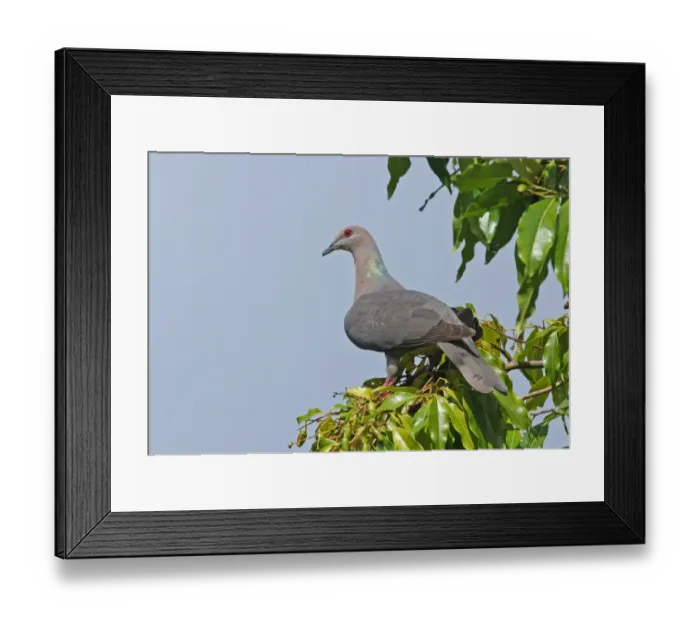 Framed Print : Ring-tailed Pigeon (Patagioenas caribaea) adult, perched on fruiting tree, Port Antonio, Jamaica, april Framed Print : Ring-tailed Pigeon (Patagioenas caribaea) adult, perched on fruiting tree, Port Antonio, Jamaica, april