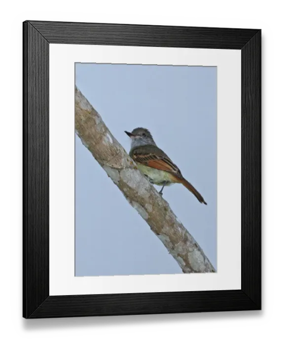 Framed Print : Rufous-tailed Flycatcher (Myiarchus validus) adult, perched on branch, Ecclesdown Road, Jamaica, march Framed Print : Rufous-tailed Flycatcher (Myiarchus validus) adult, perched on branch, Ecclesdown Road, Jamaica, march