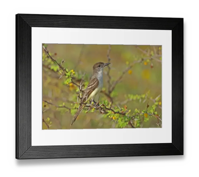 Framed Print : Stolid Flycatcher (Myiarchus stolidus stolidus) adult, perched in thorn bush, Hellshire Hills, Jamaica, april Framed Print : Stolid Flycatcher (Myiarchus stolidus stolidus) adult, perched in thorn bush, Hellshire Hills, Jamaica, april