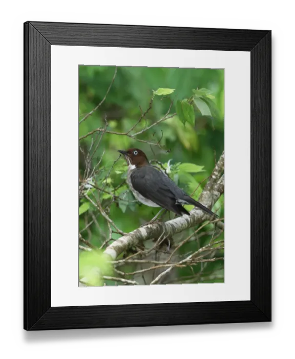 Framed Print : White-eyed Thrush (Turdus jamaicensis) adult, perched on branch, Port Antonio, Jamaica, april Framed Print : White-eyed Thrush (Turdus jamaicensis) adult, perched on branch, Port Antonio, Jamaica, april