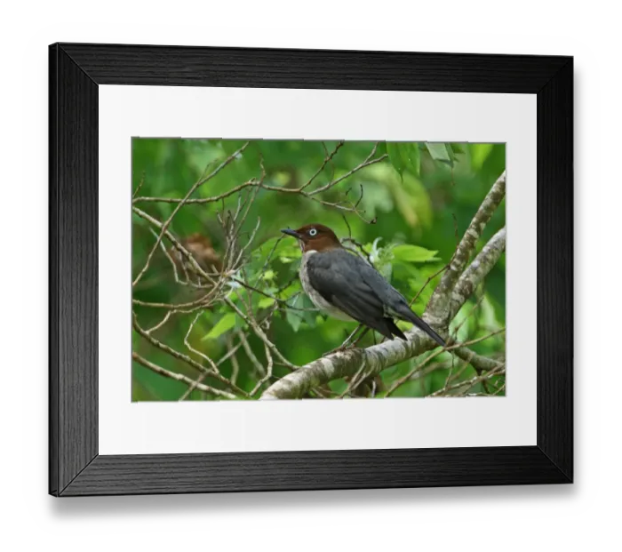 Framed Print : White-eyed Thrush (Turdus jamaicensis) adult, perched on branch, Port Antonio, Jamaica, april Framed Print : White-eyed Thrush (Turdus jamaicensis) adult, perched on branch, Port Antonio, Jamaica, april