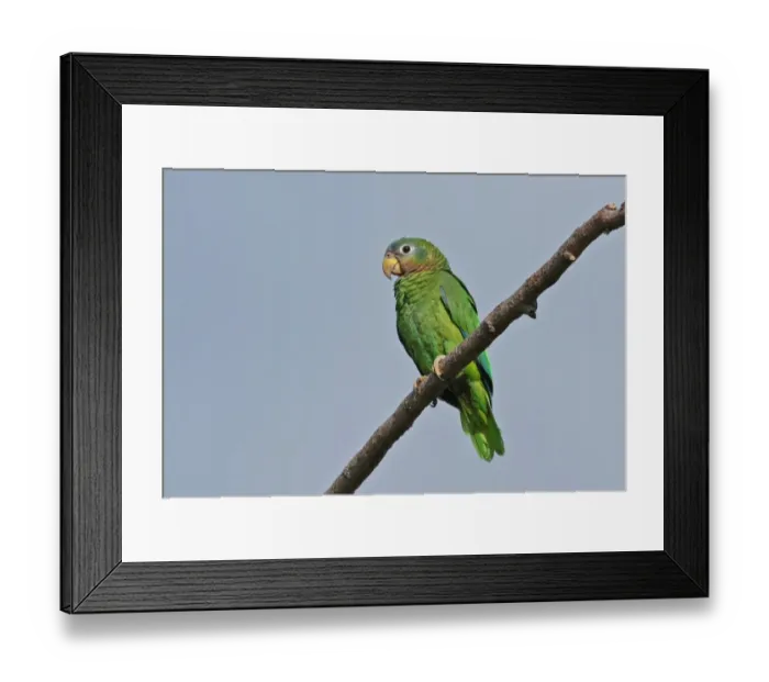 Framed Print : Yellow-billed Amazon Parrot (Amazona collaria) adult, perched on branch, Hope Gardens, Jamaica, april Framed Print : Yellow-billed Amazon Parrot (Amazona collaria) adult, perched on branch, Hope Gardens, Jamaica, april