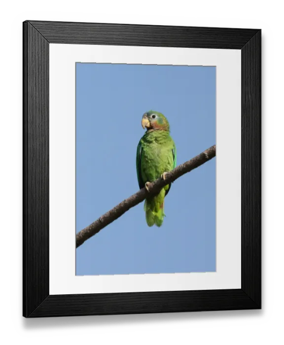 Framed Print : Yellow-billed Amazon Parrot (Amazona collaria) adult, perched on branch, Hope Gardens, Jamaica, april Framed Print : Yellow-billed Amazon Parrot (Amazona collaria) adult, perched on branch, Hope Gardens, Jamaica, april