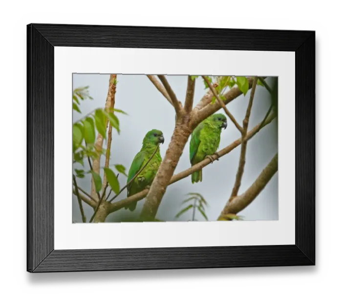 Framed Print : Black-billed Amazon Parrot (Amazona agilis) adult pair, perched on branch, Ecclesdown Road, Jamaica, march