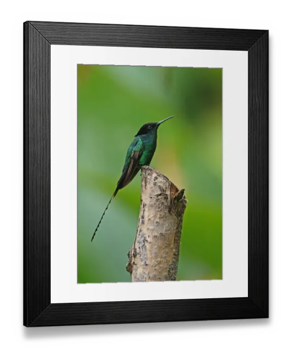 Framed Print : Black-billed Streamertail (Trochilus scitulus) subadult male (with shorter tail), perched on post, Port Antonio Framed Print : Black-billed Streamertail (Trochilus scitulus) subadult male (with shorter tail), perched on post, Port Antonio