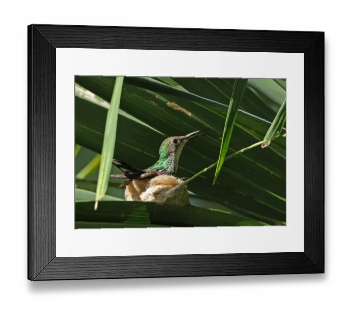 Framed Print : Black-billed Streamertail (Trochilus scitulus) adult female, panting in hot sun, sitting on nest in palm, Port Antonio Framed Print : Black-billed Streamertail (Trochilus scitulus) adult female, panting in hot sun, sitting on nest in palm, Port Antonio
