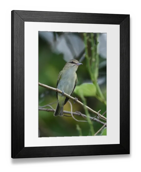 Framed Print : Black-whiskered Vireo (Vireo altiloquus altiloquus) adult, perched on twig, Port Antonio, Jamaica, april Framed Print : Black-whiskered Vireo (Vireo altiloquus altiloquus) adult, perched on twig, Port Antonio, Jamaica, april