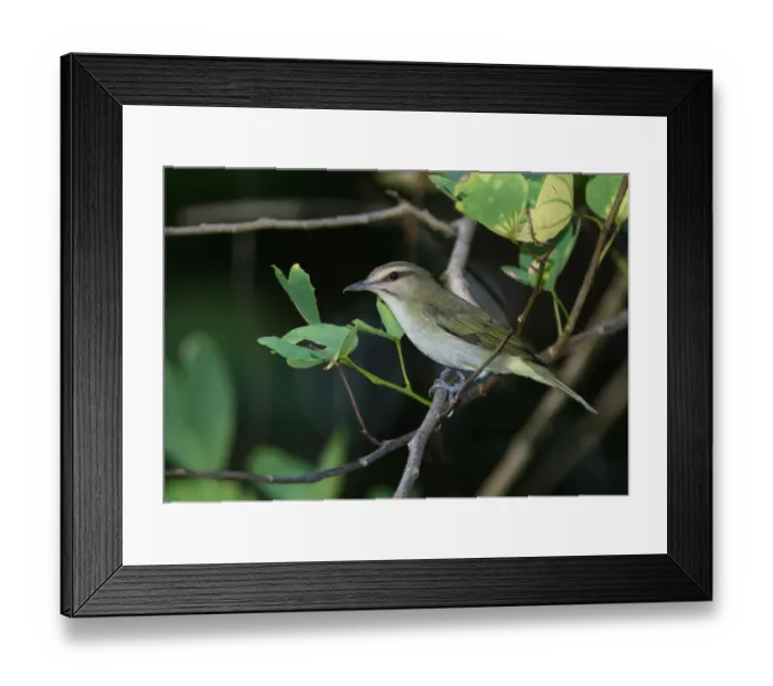 Framed Print : Black-whiskered Vireo (Vireo altiloquus altiloquus) adult, perched on twig, Port Antonio, Jamaica, april