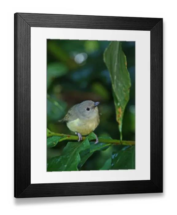 Framed Print : Blue Mountain Vireo (Vireo osburni) adult, perched on stem, Blue Mountains, Jamaica, march Framed Print : Blue Mountain Vireo (Vireo osburni) adult, perched on stem, Blue Mountains, Jamaica, march