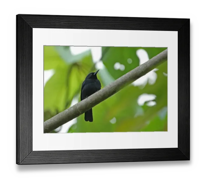Framed Print : Jamaican Blackbird (Nesopsar nigerrimus) adult, perched on branch, Ecclesdown Road, Jamaica, march Framed Print : Jamaican Blackbird (Nesopsar nigerrimus) adult, perched on branch, Ecclesdown Road, Jamaica, march