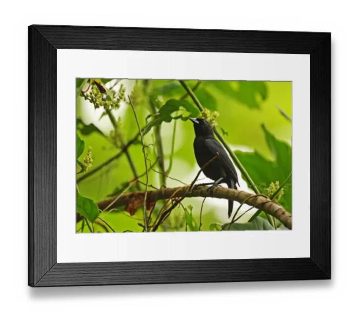 Framed Print : Jamaican Blackbird (Nesopsar nigerrimus) adult, perched on branch, Ecclesdown Road, Jamaica, march Framed Print : Jamaican Blackbird (Nesopsar nigerrimus) adult, perched on branch, Ecclesdown Road, Jamaica, march