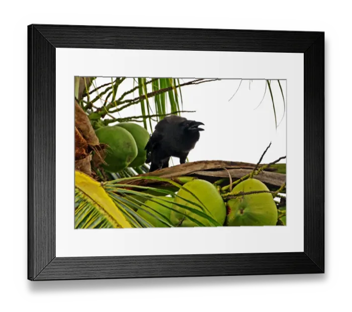 Framed Print : Jamaican Crow (Corvus jamaicensis) adult, calling, perched in coconut palm, Linstead, Jamaica, march Framed Print : Jamaican Crow (Corvus jamaicensis) adult, calling, perched in coconut palm, Linstead, Jamaica, march