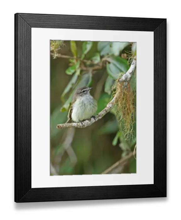 Framed Print : Jamaican Elaenia (Myiopagis cotta) adult, perched on branch, Blue Mountains, Jamaica, march Framed Print : Jamaican Elaenia (Myiopagis cotta) adult, perched on branch, Blue Mountains, Jamaica, march