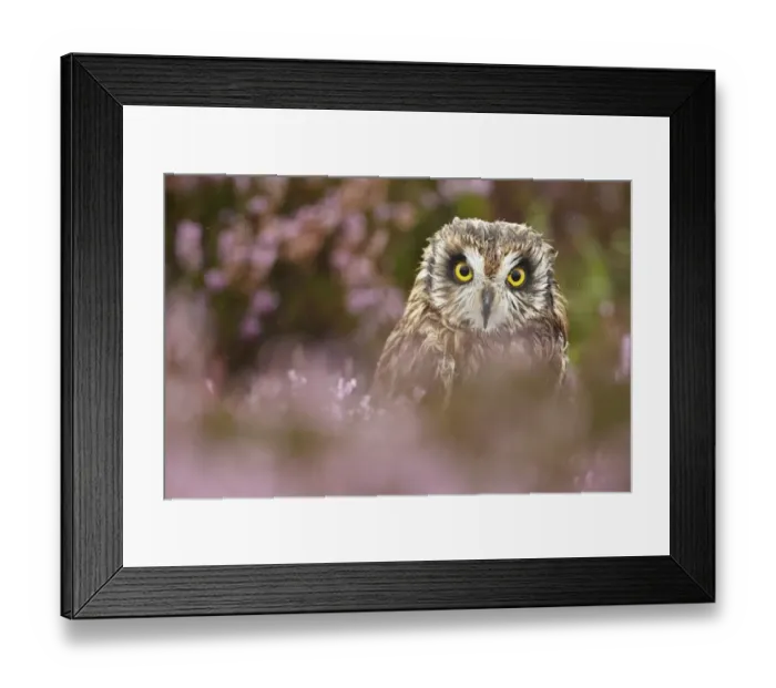 Framed Print : Short-eared Owl (Asio flammeus) adult, amongst heather on moorland during rain shower, Powys, Wales
