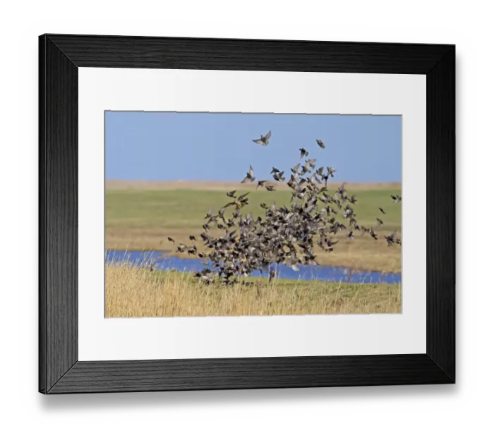 Framed Print : Merlin (Falco columbarius) immature, hunting, chasing Common Starling (Sturnus vulgaris) flock, in flight, Norfolk