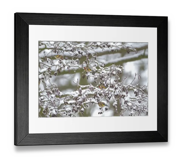 Framed Print : European Goldfinch (Carduelis carduelis) four adults, feeding on snow covered Common Alder (Alnus glutinosa) cones Framed Print : European Goldfinch (Carduelis carduelis) four adults, feeding on snow covered Common Alder (Alnus glutinosa) cones