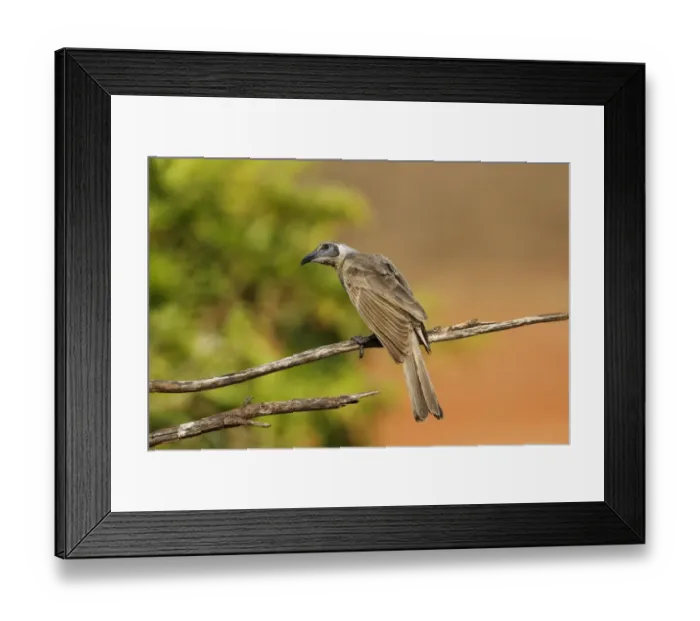 Framed Print : Little Friarbird (Philemon citreogularis) adult male, perched on branch, Northern Territory, Australia Framed Print : Little Friarbird (Philemon citreogularis) adult male, perched on branch, Northern Territory, Australia