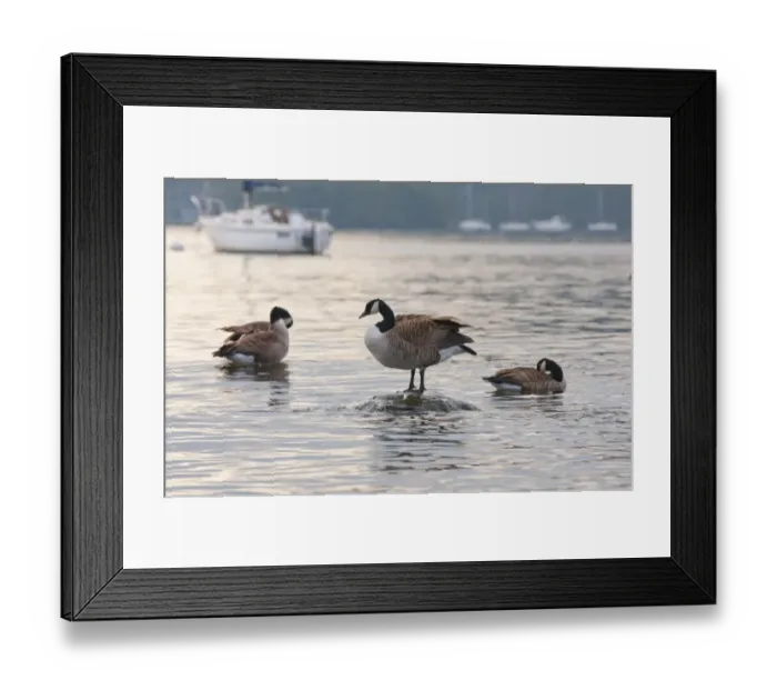 Framed Print : Canada Goose (Branta canadensis) introduced species, three adults, preening on lake, Bowness on Windermere Framed Print : Canada Goose (Branta canadensis) introduced species, three adults, preening on lake, Bowness on Windermere