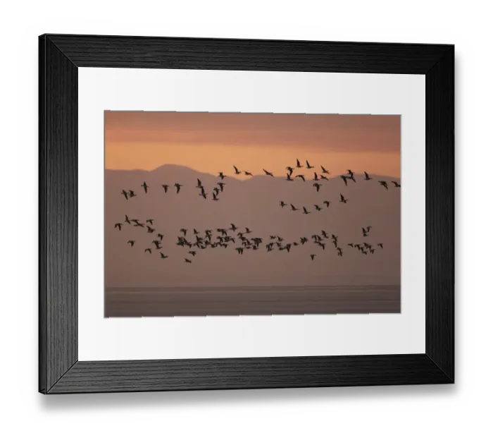 Framed Print : Barnacle Goose (Branta leucopsis) flock, in flight over estuary habitat, silhouetted at sunrise, Solway Firth Framed Print : Barnacle Goose (Branta leucopsis) flock, in flight over estuary habitat, silhouetted at sunrise, Solway Firth
