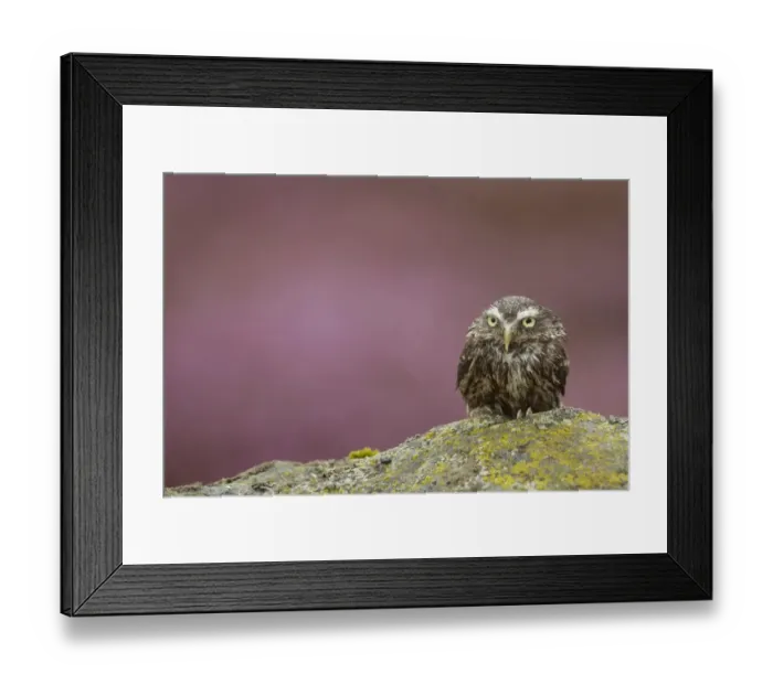 Framed Print : Little Owl (Athene noctua) adult, with wet plumage, sitting on lichen covered moorland rock in heavy rain shower