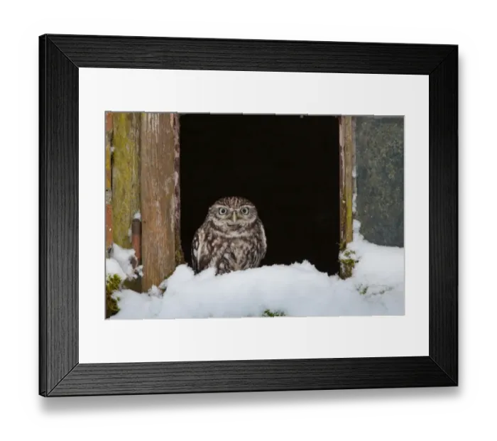 Framed Print : Little Owl (Athene noctua) adult, perched at window in snow, Norfolk, England, february Framed Print : Little Owl (Athene noctua) adult, perched at window in snow, Norfolk, England, february