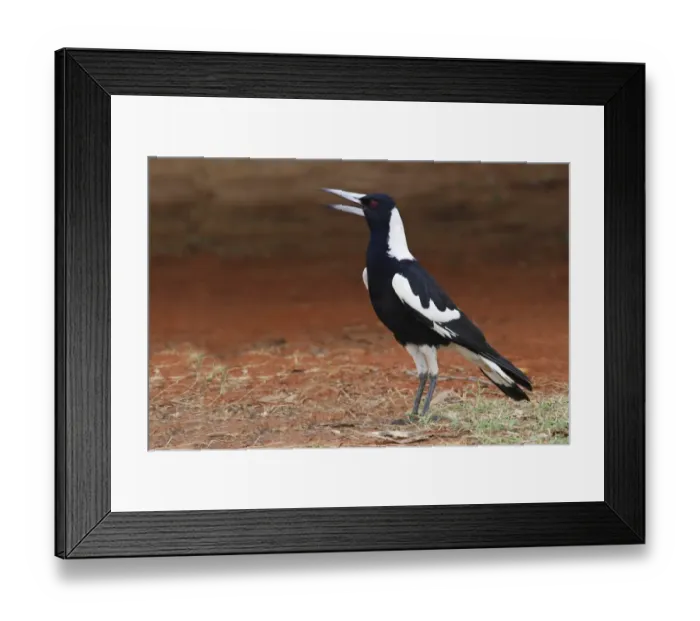 Framed Print : Australasian Magpie (Gymnorhina tibicen) adult, singing, standing on ground, Western Australia, Australia Framed Print : Australasian Magpie (Gymnorhina tibicen) adult, singing, standing on ground, Western Australia, Australia