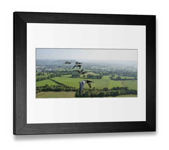 Framed Print : Barnacle Goose (Branta leucopsis) adults, flock in flight over countryside, England, september Framed Print : Barnacle Goose (Branta leucopsis) adults, flock in flight over countryside, England, september