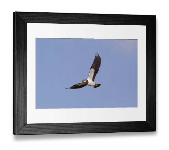 Framed Print : Cape Cormorant (Phalacrocorax capensis) adult, in flight, Bettys Bay, Western Cape, South Africa, December