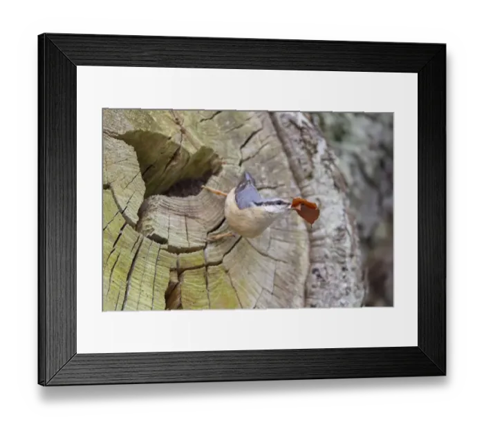 Framed Print : European Nuthatch (Sitta europaea) adult female, with leaves in beak for lining nest, at nest entrance in tree trunk Framed Print : European Nuthatch (Sitta europaea) adult female, with leaves in beak for lining nest, at nest entrance in tree trunk