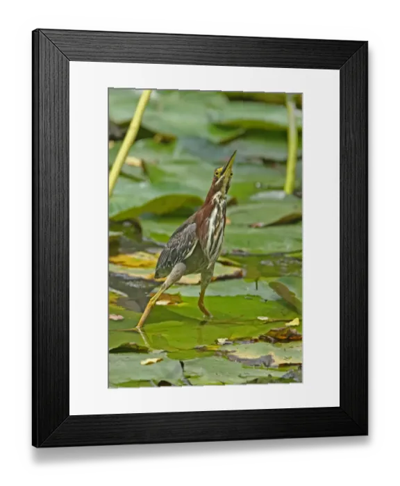 Framed Print : Green Heron (Butorides virescens virescens) adult, hunting, standing on waterlily leaves, Hope Gardens, Jamaica, april Framed Print : Green Heron (Butorides virescens virescens) adult, hunting, standing on waterlily leaves, Hope Gardens, Jamaica, april